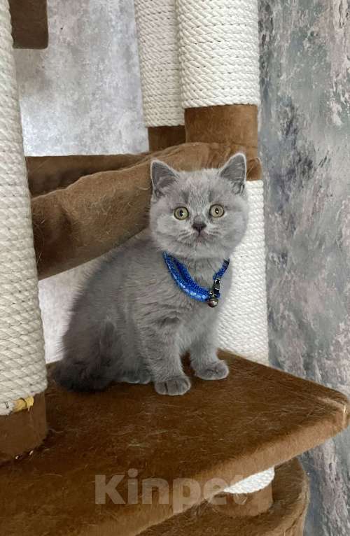 Кошки в Санкт-Петербурге: Ласковые котята Девочка, 35 000 руб. - фото 3