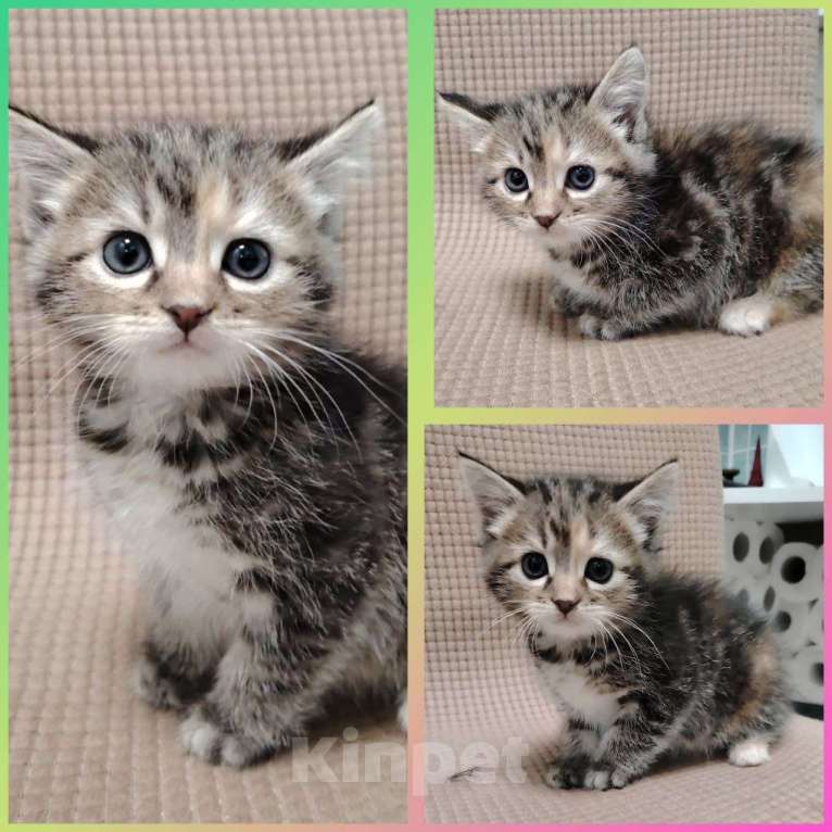Кошки в Москве: Милый котёнок Девочка, Бесплатно - фото 1