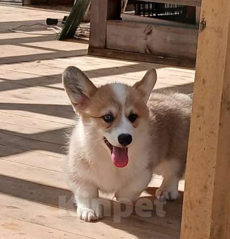 Собаки в Электростали: Мальчик корги Мальчик, 35 000 руб. - фото 2