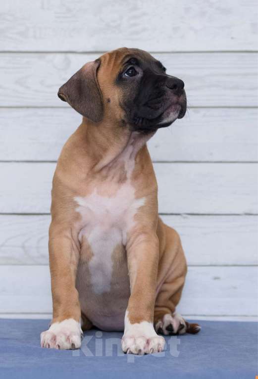 Собаки в Санкт-Петербурге: Ярко рыжая девочка амстаффа Девочка, 1 руб. - фото 6