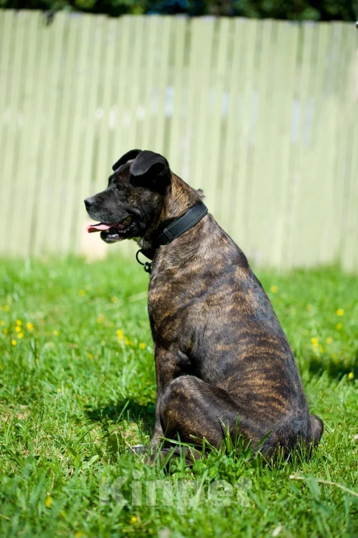 Собаки в Москве: Грозная снаружи но добрая внутри Кора Девочка, Бесплатно - фото 6