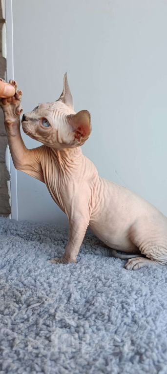 Кошки в Нефтекамске: Котенок Эльф- страйт!  Мальчик, 25 000 руб. - фото 3