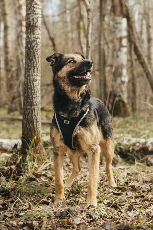 Собаки в Москве: Собака в добрые руки Мальчик, Бесплатно - фото 2