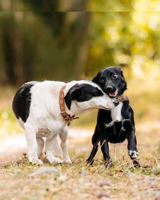 Собаки в других городах Московской области: Ищу дом маленькой паре Девочка, Бесплатно - фото 6