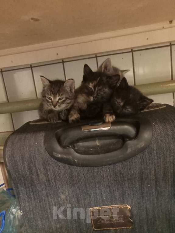 Кошки в Санкт-Петербурге: Монастырские котята Девочка, Бесплатно - фото 7