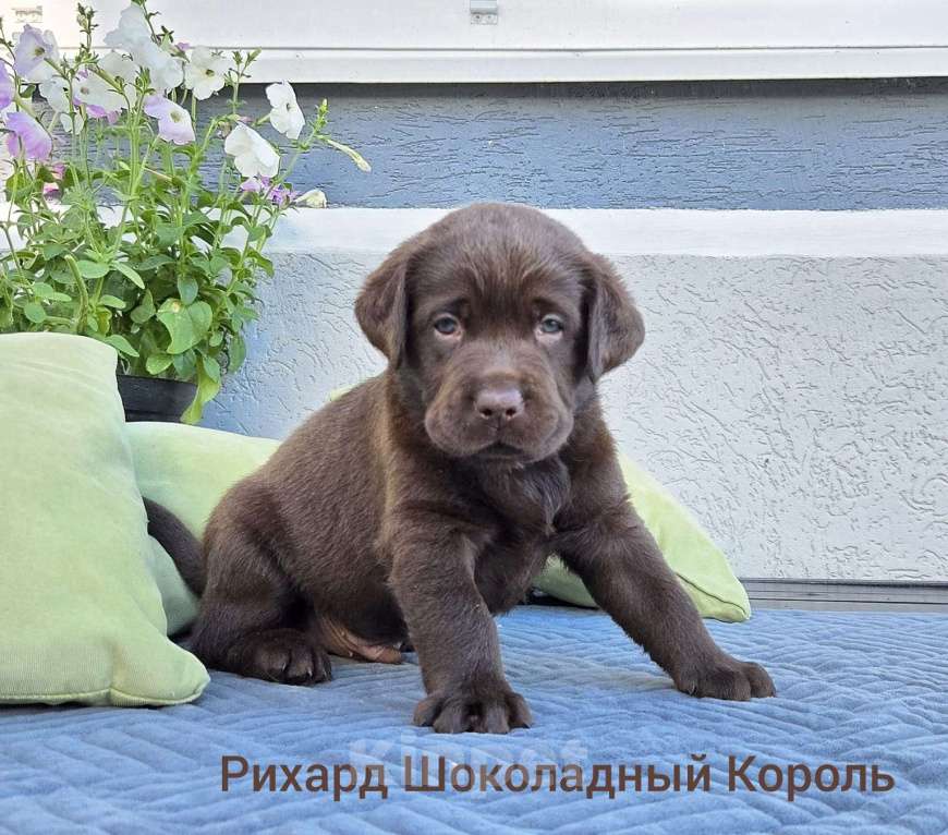 Собаки в других городах Краснодарского края: Рихард шоколадный король от пары чемпионов 🏆 Мальчик, Бесплатно - фото 1