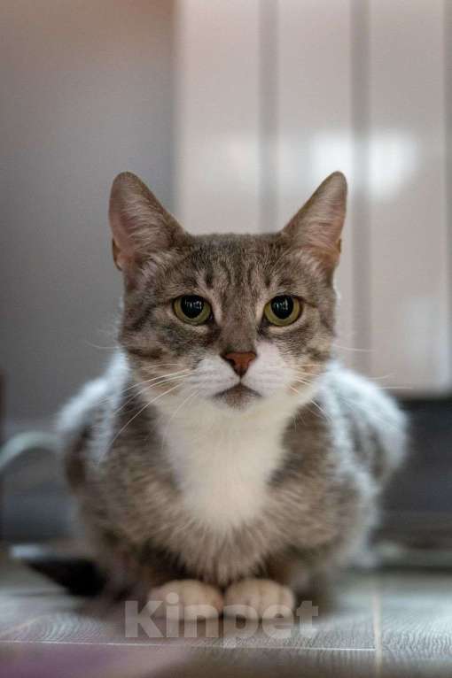 Кошки в Москве: Зося ищет дом! Девочка, Бесплатно - фото 3