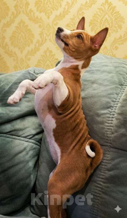 Собаки в Кохме: Щенки аристократы басенджи Девочка, 30 000 руб. - фото 2