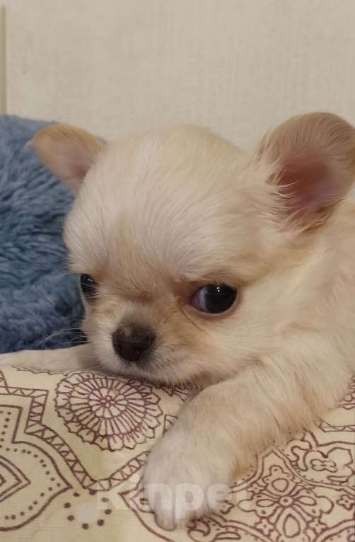 Собаки в Москве: Красивый малыш, маленького размера Мальчик, 40 000 руб. - фото 4