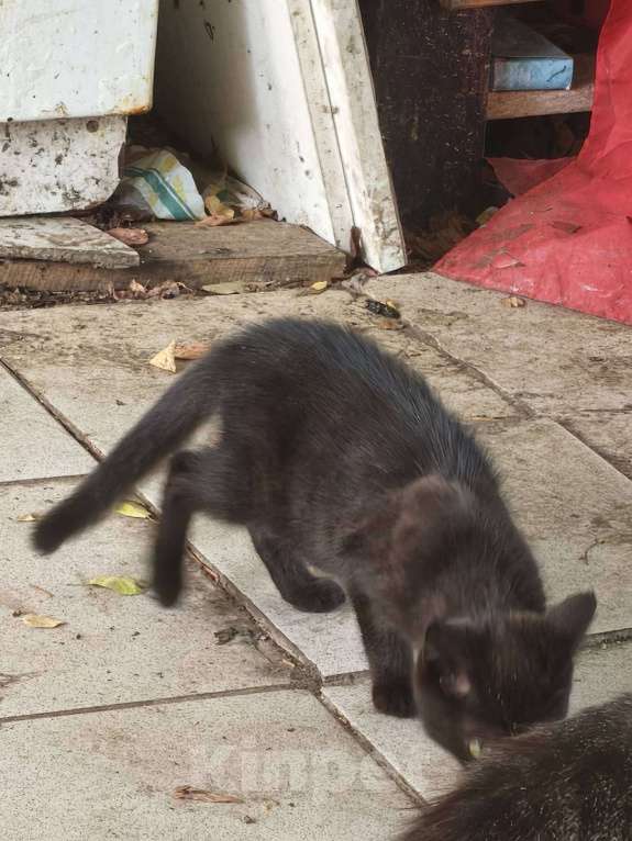 Кошки в других городах Московской области: Суперкотята Мальчик, Бесплатно - фото 3