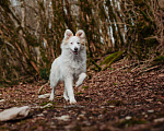 Собаки в Москве: Кьяра ищет дом Девочка, Бесплатно - фото 7