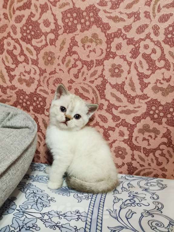 Кошки в Москве: Британцы  Девочка, 10 000 руб. - фото 2