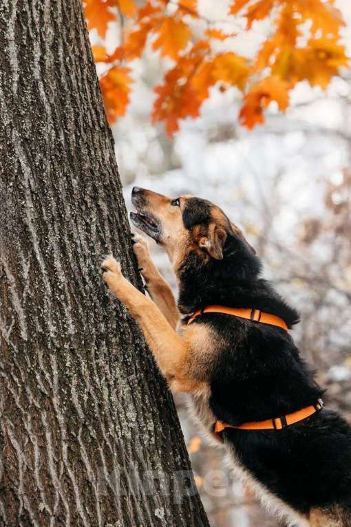 Собаки в Москве: Кокетка Эбби в поиске дома 🥰 Девочка, Бесплатно - фото 10