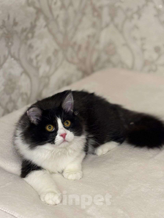 Кошки в Москве: Роскошный Винсент в поисках семьи Мальчик, Бесплатно - фото 6