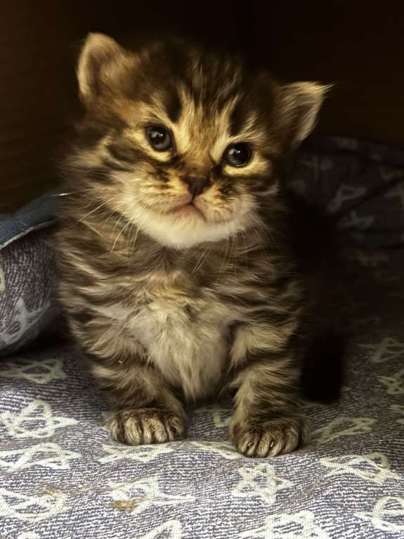 Кошки в Москве: Сибирский котенок Бантик Мальчик, 60 000 руб. - фото 2