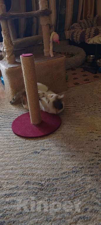 Кошки в Москве: Очаровательная кошечка Ася ищет свой дом (Москва и Мо) Девочка, Бесплатно - фото 7