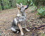 Собаки в Москве: Чехословацкий влчак. Девочка, 100 000 руб. - фото 6