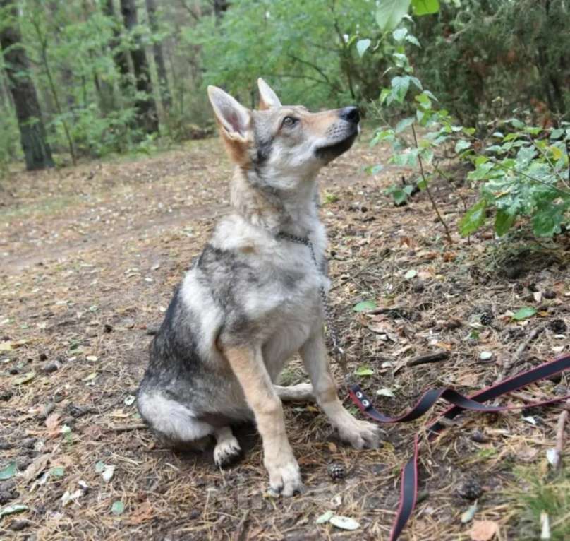 Собаки в Москве: Чехословацкий влчак. Девочка, 100 000 руб. - фото 6