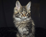 Кошки в Москве: Мейн-кун котенок Мальчик, Бесплатно - фото 9