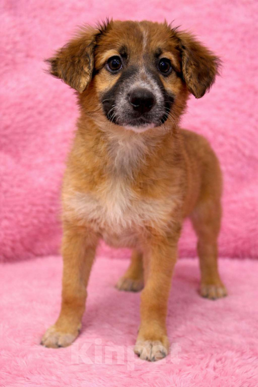 Собаки в Химках: Девочка Мия Девочка, Бесплатно - фото 1