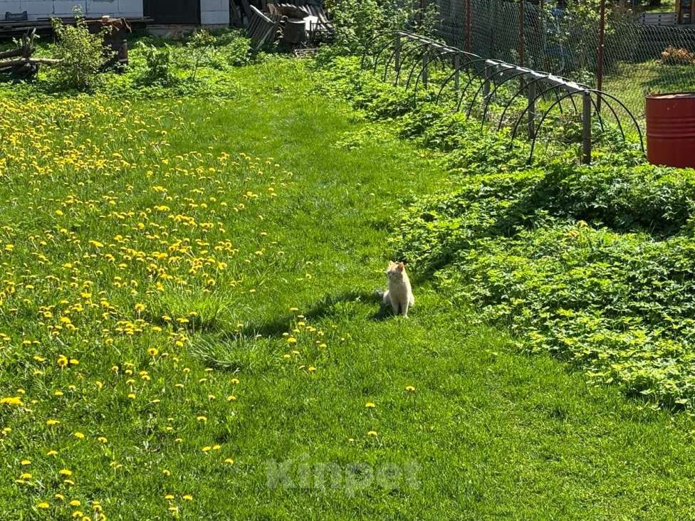 Кошки в Санкт-Петербурге: Карамельный котенок ищет дом Мальчик, Бесплатно - фото 7
