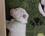 Собаки в Санкт-Петербурге: Щенки золотистого ретривера Мальчик, 70 000 руб. - фото 5
