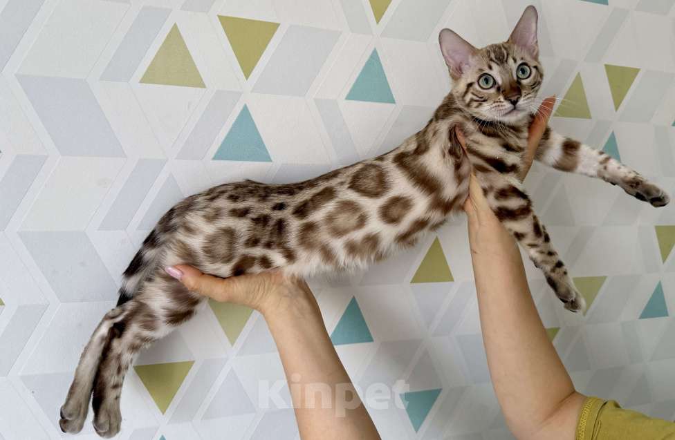 Кошки в Челябинске: Бенгальский котенок Мальчик, 35 000 руб. - фото 2