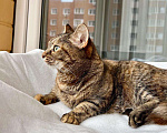Кошки в Москве: Чудо-кошка пятнистая полосатка Тиффани в добрые руки  Девочка, Бесплатно - фото 8