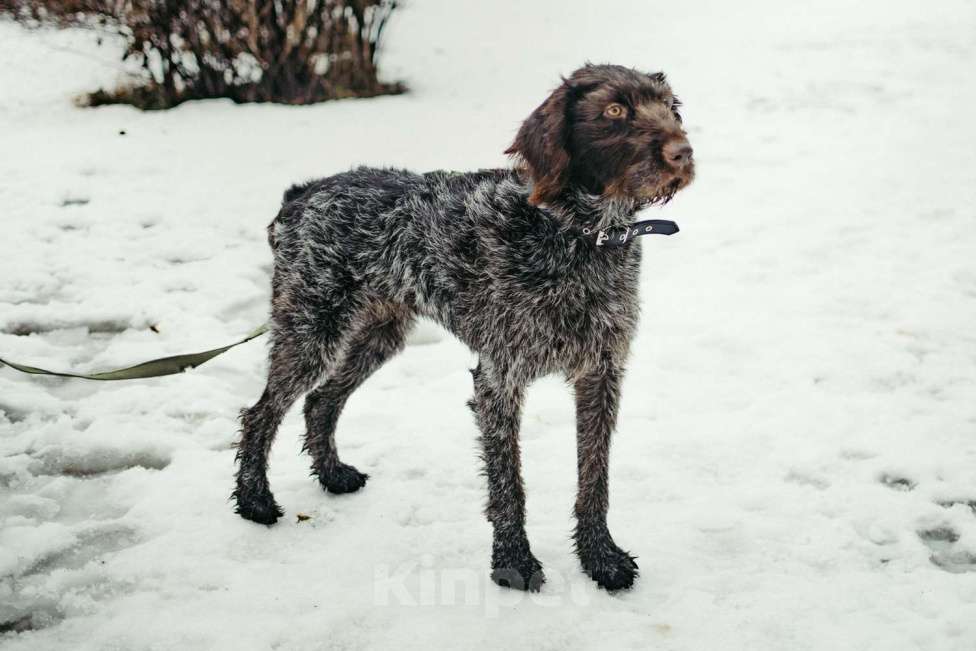 Собаки в Санкт-Петербурге: Красотка собака породы Дратхаар Девочка, Бесплатно - фото 1