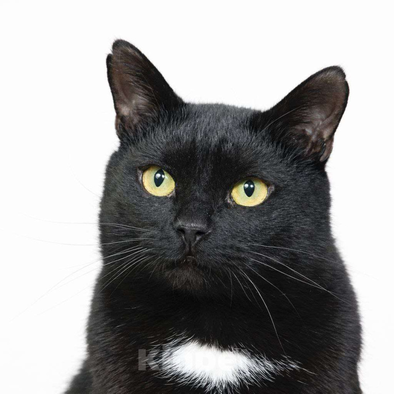 Кошки в Москве: Кот Микроскоп. Солидный кот для солидных господ. Мальчик, Бесплатно - фото 3