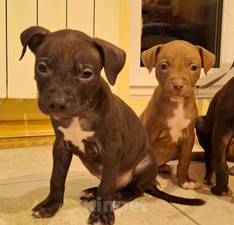 Собаки в Санкт-Петербурге: Клубные щенки питбультерьера Мальчик, 25 000 руб. - фото 5