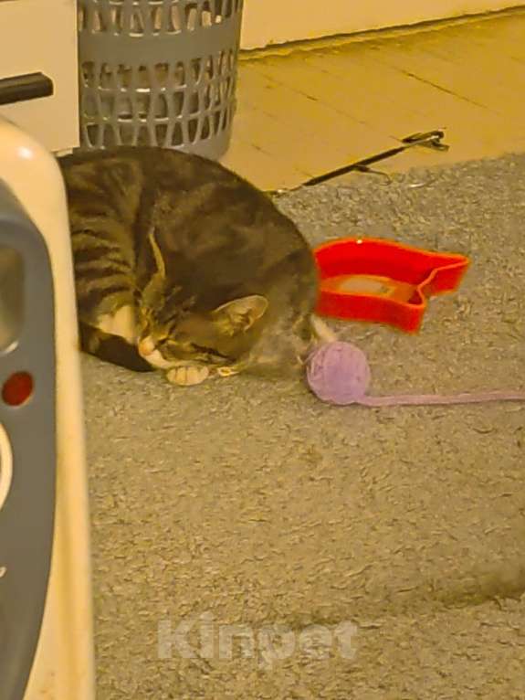 Кошки в Клине: Отдам бродячую кошку в добрые рукм Девочка, Бесплатно - фото 2