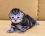 Кошки в Зеленограде: Сибирский котёнок  Девочка, 70 000 руб. - фото 1
