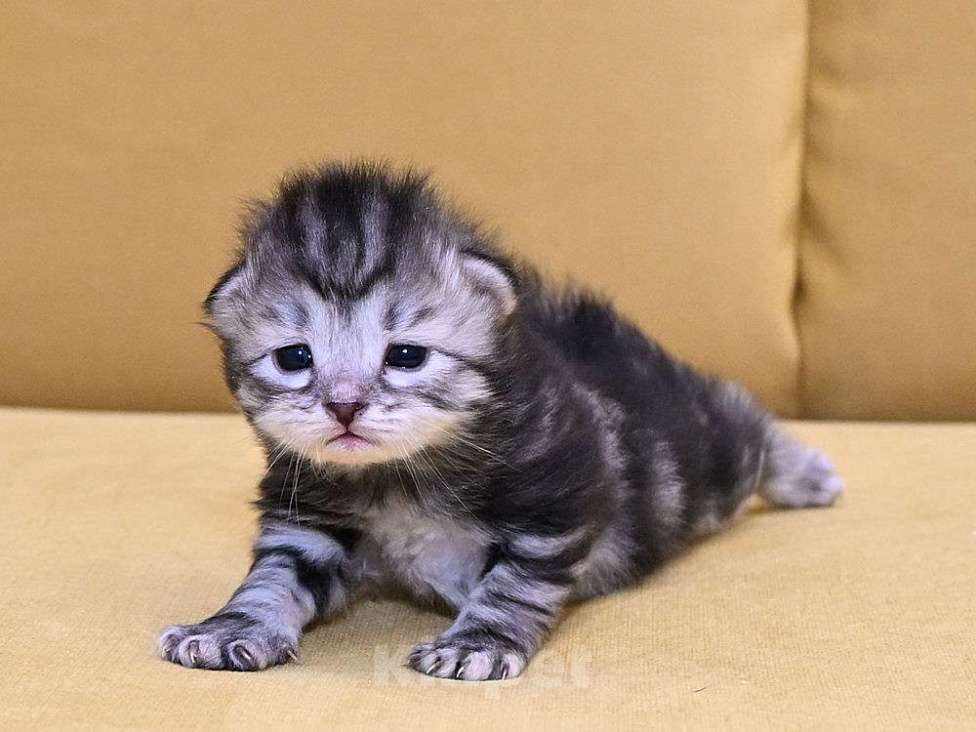 Кошки в Зеленограде: Сибирский котёнок  Девочка, 70 000 руб. - фото 1