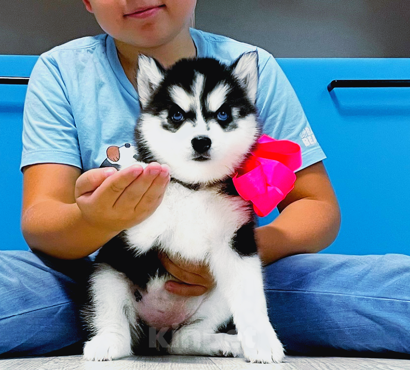 Собаки в Долгопрудном: Хаски Щенки Разных окрасов Разнополые, Бесплатно - фото 1