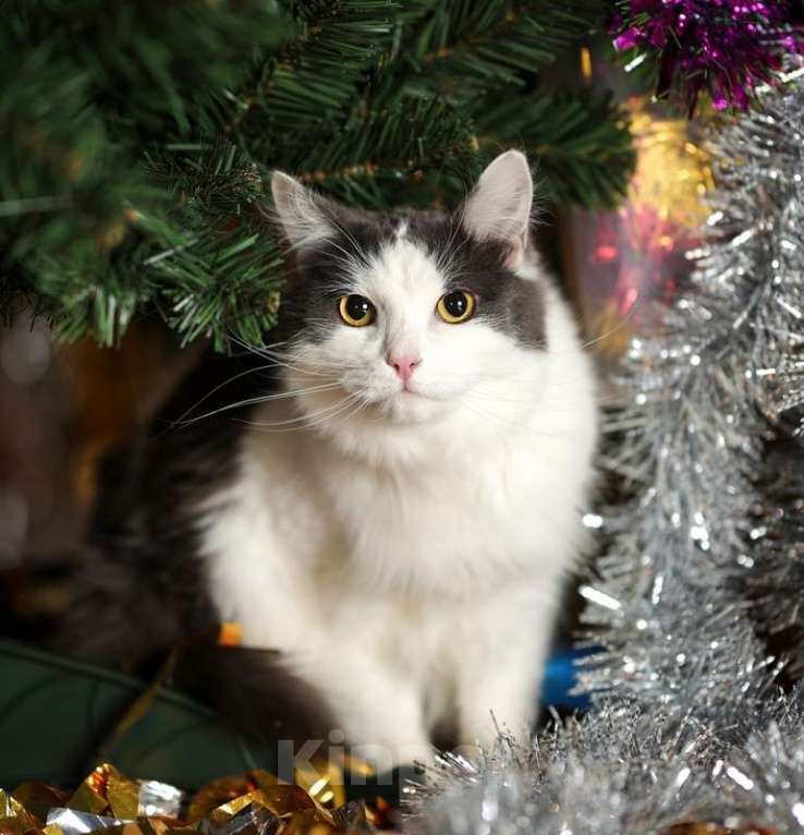 Кошки в Москве: Сибирский молодой ласковый кот Пушок в добрые руки Мальчик, Бесплатно - фото 5