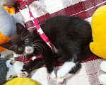 Кошки в Фрязино: Котенок Бегемот ищет дом. Мальчик, Бесплатно - фото 8