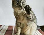 Кошки в Ливны: Кошечка-волчица ищет дом, Бесплатно - фото 1
