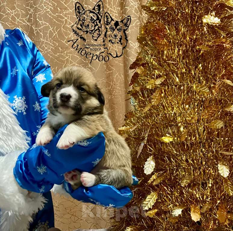 Собаки в Вологде: Питомник Амбербо предлагает к продаже  щенков . Девочка, Бесплатно - фото 1