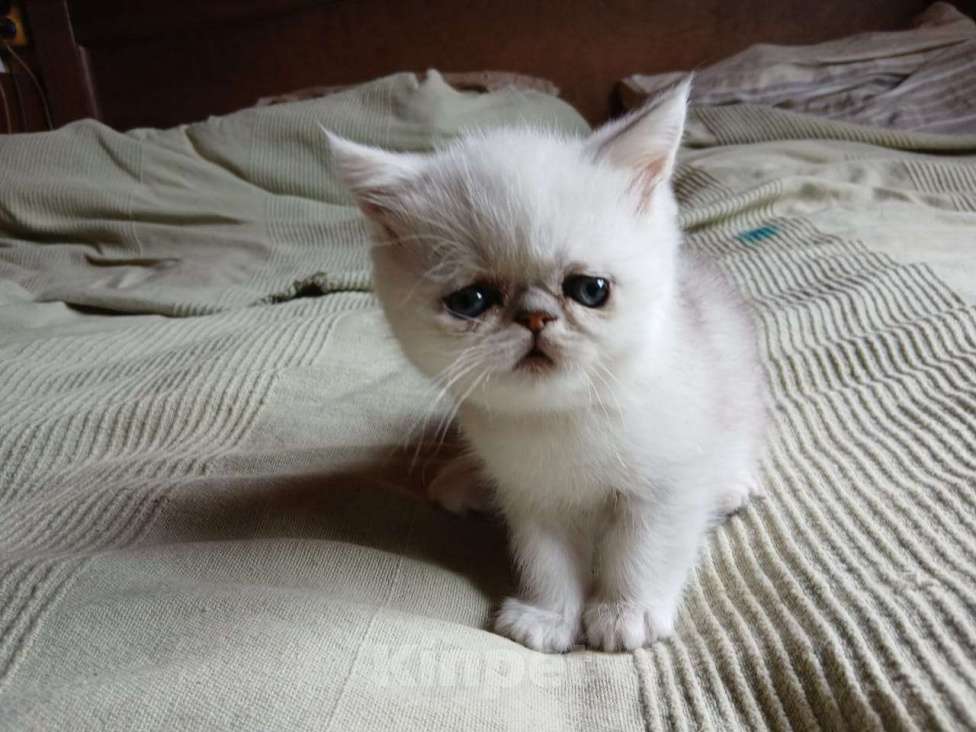 Кошки в других городах Московской области: Продается котенок породы экзотической короткошерстной Мальчик, 10 000 руб. - фото 2