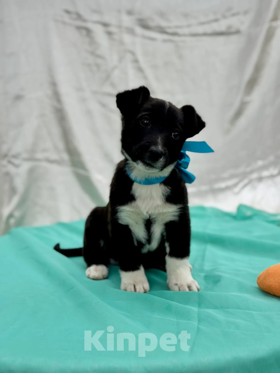 Собаки в других городах Краснодарского края: хотим домой Девочка, 10 руб. - фото 1