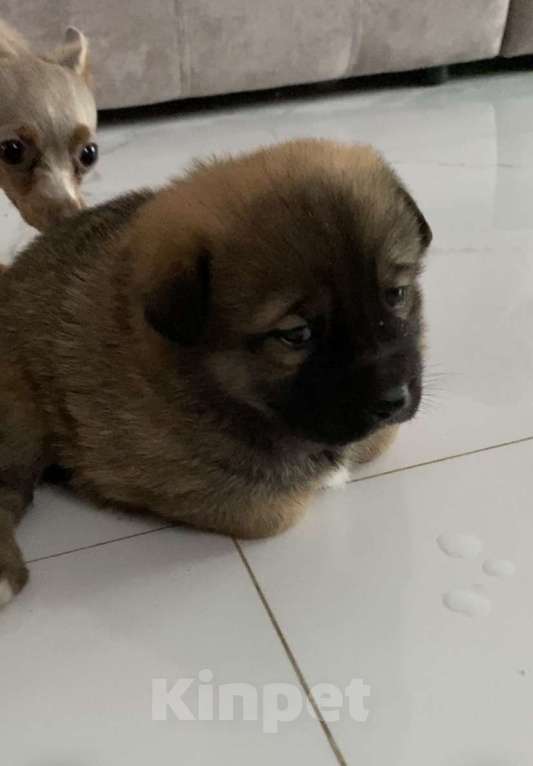 Собаки в других городах Московской области: Малыши в добрые руки. Очень милый Девочка, Бесплатно - фото 3