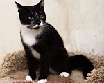 Кошки в Обнинске: Котенок Пашка ищет место в сердечке Мальчик, Бесплатно - фото 3
