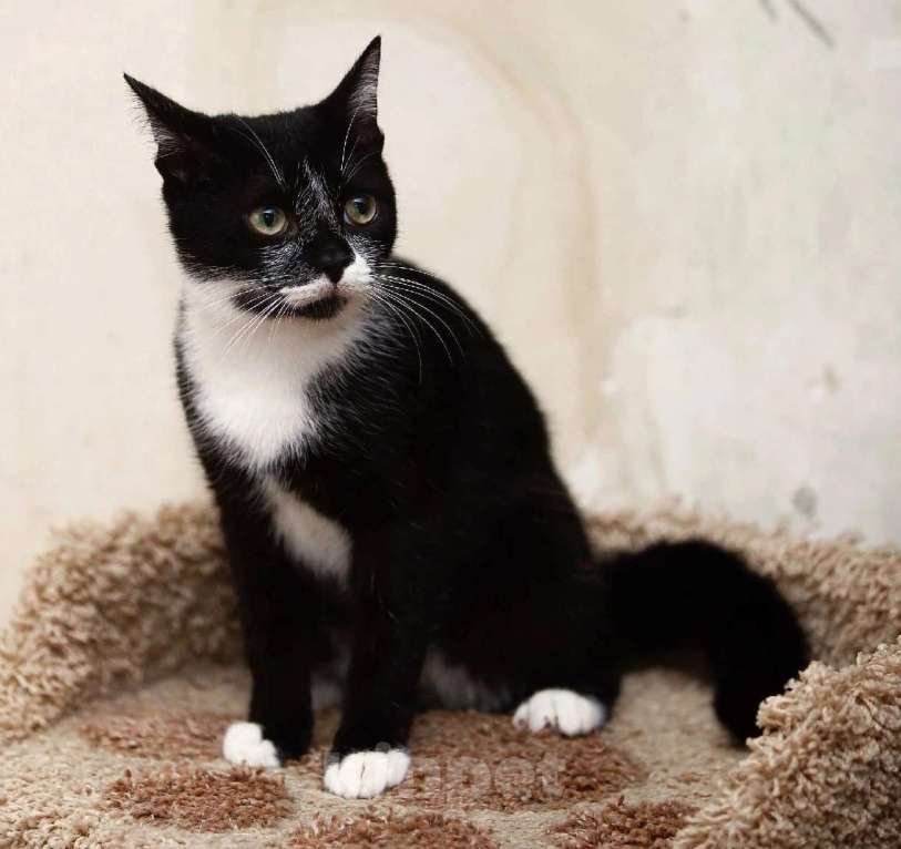 Кошки в Обнинске: Котенок Пашка ищет место в сердечке Мальчик, Бесплатно - фото 3