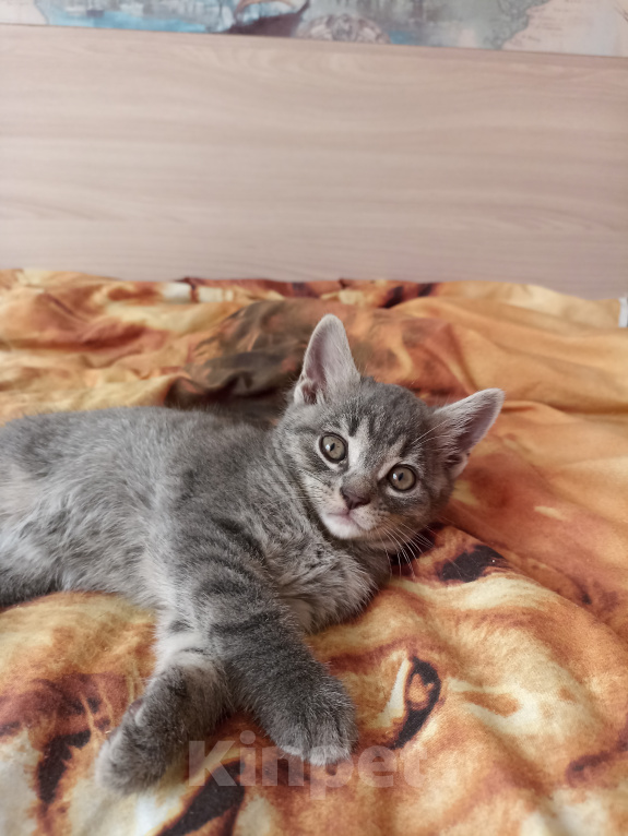 Кошки в Краснодаре: Котята в добрые руки Мальчик, Бесплатно - фото 3