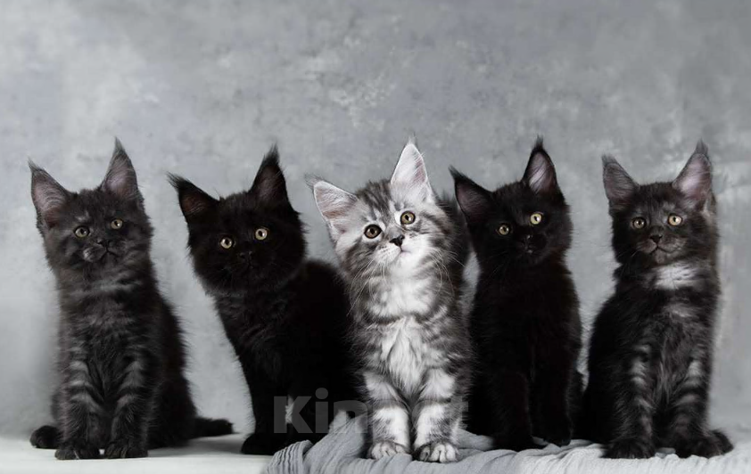 Кошки в Москве: Мейн-кун котята уши, лапы, хвост XXL Мальчик, 100 000 руб. - фото 1