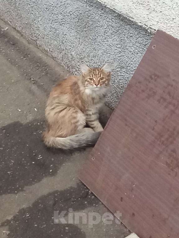 Кошки в Москве: Очень хочется домой!!! Девочка, Бесплатно - фото 2