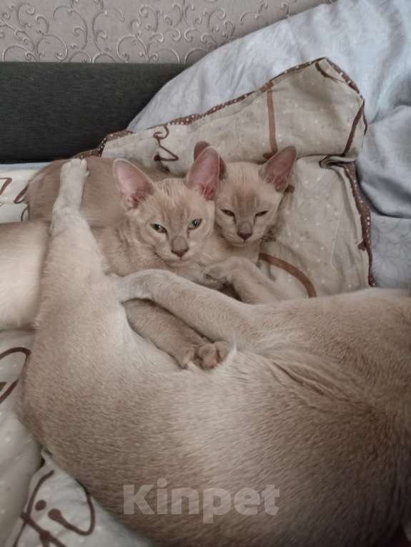 Кошки в Москве: Бурманские лиловые котята Мальчик, 40 000 руб. - фото 7