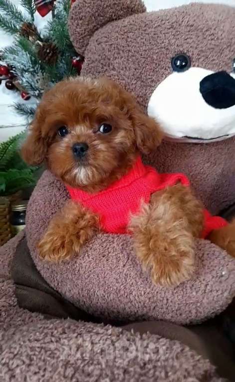 Собаки в Москве: Очаровательная девочка тедди пудель Девочка, 180 000 руб. - фото 4