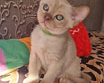 Кошки в Санкт-Петербурге: Бурманские котята Девочка, 50 000 руб. - фото 1
